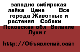 западно сибирская лайка › Цена ­ 0 - Все города Животные и растения » Собаки   . Псковская обл.,Великие Луки г.